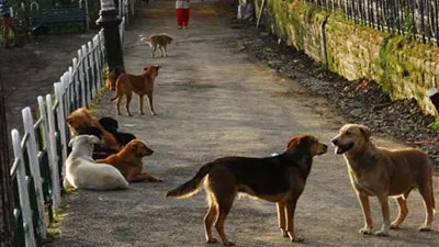 محامي ضابط واقعة 