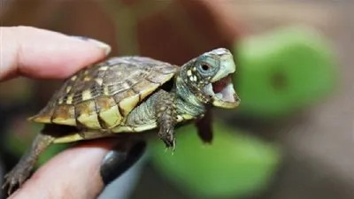 معلومات شيقة عن السلاحف.. اكتشفها