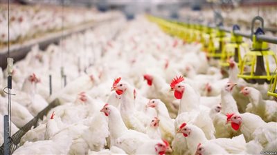 تفاصيل تأجيل قرار حظر تداول الطيور الحية لبعد شهر رمضان