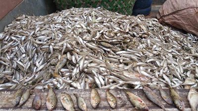 تحرير 249 محضر مخالفة تموينية خلال الأسبوع الثالث من مارس بالفيوم 