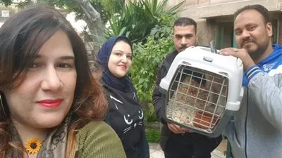 فريق متخصص في الحياه البرية يُعيد إطلاق ثعلب 