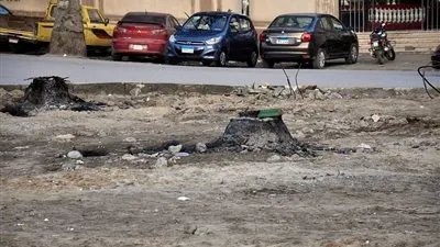 من ينقذ المنصورة.. تقطيع أشجار ونخيل ميدان الهابي لاند (صور)