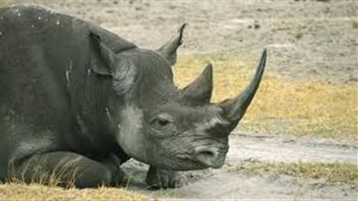 مدير حديقة الحيوان بالجيزة يكشف حقيقة وفاة آخر أنثى 