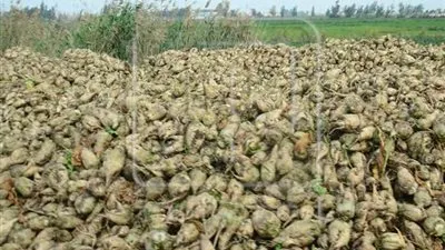 مدير عام الزراعة: 