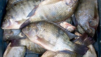 البلطي بـ26 جنيهًا.. أسعار الأسماك في سوق العبور اليوم السبت 23-3-2019