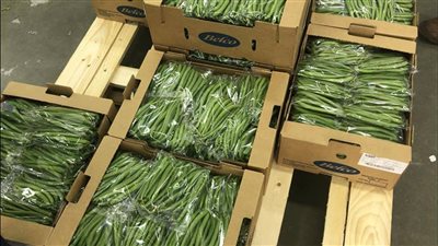 محافظ الوادي الجديد يزور مشروعات 