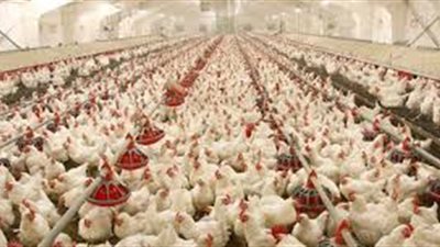 غلق 19 مزرعة دواجن إدراياً لمدة 3 شهور في الغربية