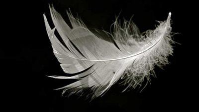 ما لا تعرفه عن فوبيا الريش.. حقائق مثيرة