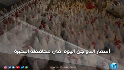 أسعار الدواجن اليوم الجمعة 29-3-2019 في محافظة البحيرة