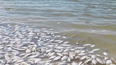 وزارة الزراعة: بحيرة قارون على رأس أولوياتنا