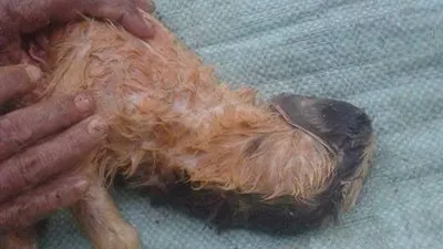 للمرة الثانية.. ولادة حيوان كامل النمو بدون رأس في أسيوط