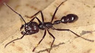 الشيخ خالد الجندي يوضح حكم قتل الحشرات دون سبب (فيديو)