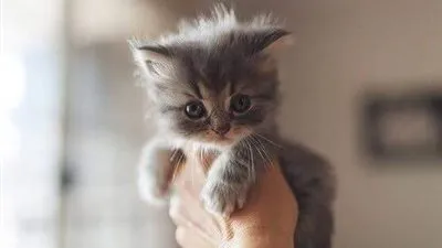 إنقاذ حياة قطة سقطت في مسقط منزل من 4 طوابق بقليوب