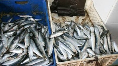 ضبط 200 كيلو أسماك مجهولة المصدر في تلا بالمنوفية