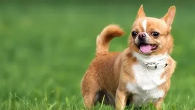 معلومات شيقة عن كلب الشيواوا.. تعرف عليها