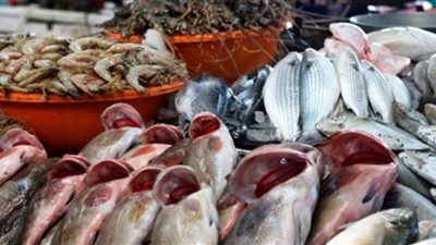رئيس شعبة الاسماك: الأسعار ارتفعت بشكل كبير بعد تعويم الجنيه