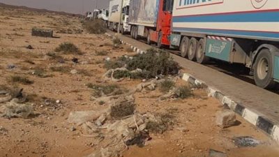 وصول أول شحنة عجول سودانية لمصر