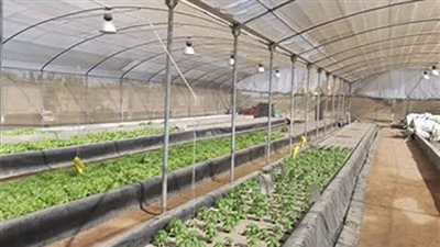 متحدث الزراعة: مشروع الصوب يُحقق الإنتاجية المستدامة في مصر