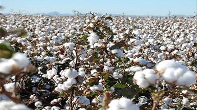 الزراعة الأمريكية تتوقع تراجع انتاج القطن بنسبة 31 %