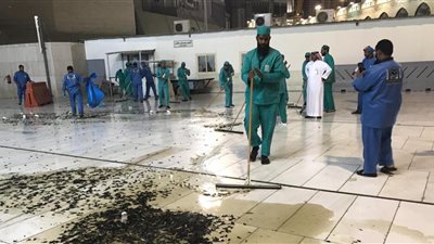 عالم بيئي يكشف أسباب انتشار الصراصير بمكة والمدينة