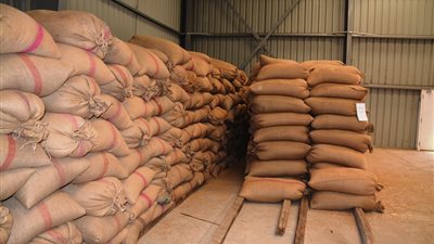 محافظ  سوهاج: توريد 1352 طن و918 كيلو أقماح