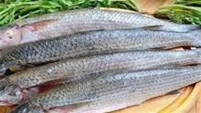 بالفيديو.. وصفة جديدة لتحضير الرنجة في شم النسيم