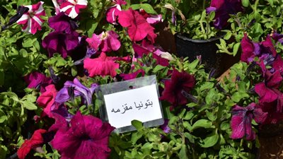  رئيس جهاز مدينة الشروق يفتتح معرض زهور الربيع 2019