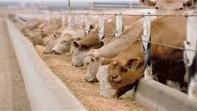 موانئ بورسعيد تستقبل 1000 رأس ماشية 