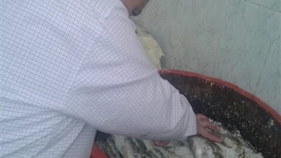 إعدام 1.9 طن أسماك غير صالحة للاستهلاك الآدمي بالشرقية