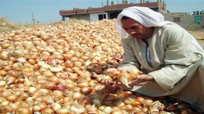 مُصدر يكشف تفاصيل خطة تركيا لضرب سمعة البصل المصري