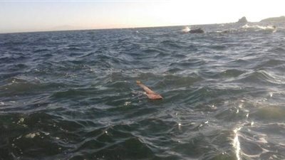 غرق شاب أثناء الاستحمام بنهر النيل في سوهاج 