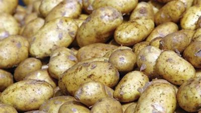 نجلاء موسى: لا توجد دراسات حول وجود تأثير للعفن البني بالبطاطس على صحة الإنسان