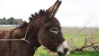 دراسة توضح سبب تفضيل الحمير للطقس الحار