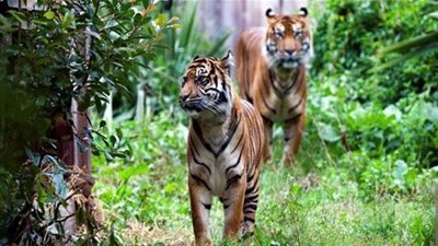 معلومات شيقة عن النمور.. تعرف عليها