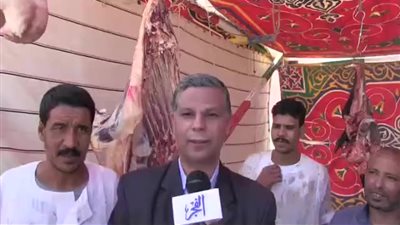 بيطري البحر الأحمر: الانتهاء من تحصين 1334 رأسًا من العجول السودانية 