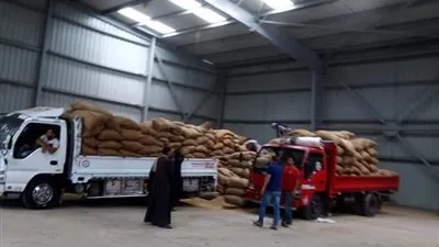 توريد 30 ألفًا و210 طنًا من القمح في القليوبية 