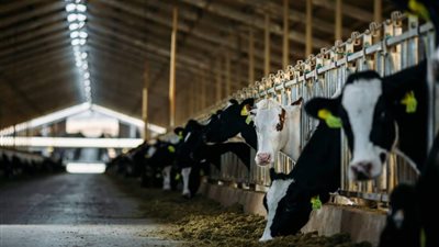 ثابت: الزراعة والثروة الحيوانية حجر الزاوية في دعم الاقتصاد القومي