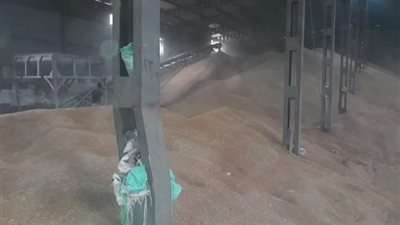  توريد 46 ألف و500 طن قمح منذ انطلاق موسم الحصاد بالقليوبية