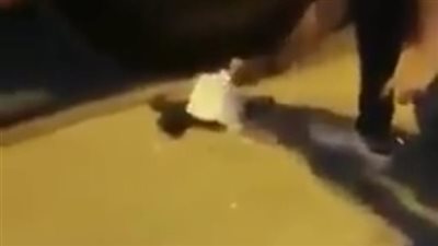 تطورات جديدة فى واقعة إشعال طلاب النيران بقطة بطنطا 