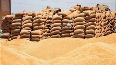 توريد 53 ألفًا و913 طن قمح لصوامع وشون القليوبية 