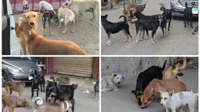 الكلاب الضالة تغزو الإسماعيلية.. والمواطنون يطالبون بتدخل المحافظ