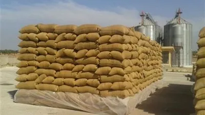 حصد 218 فدان وتوريد 117 ألف طن قمح لشون وصوامع البحيرة