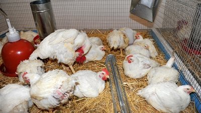 ضبط 6,500 طن أعلاف دواجن وتوابل فاسدة داخل مطحن بالإسكندرية