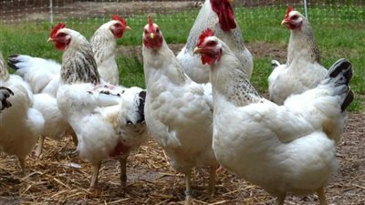 تعرف على سعر الدواجن اليوم الأربعاء 15 مايو 2019 