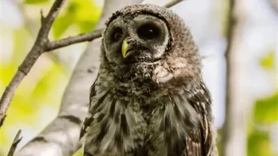 تعرف على أخطر 6 طيور في العالم