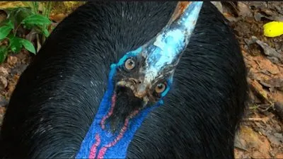 لو شاهدتها اهرب فورا .. اعرف أخطر الطيور في العالم