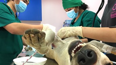 حقيقة مكافحة الكلاب الضالة في الأقصر بإخصائها 