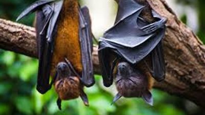 تعرف على أخطر 6 طيور في العالم