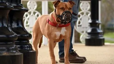 تحرير محضر لشاب بحوزته 