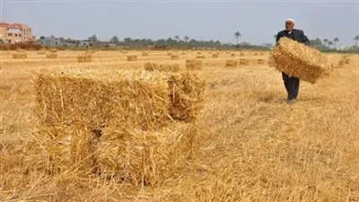 شون وصوامع كفر الشيخ تستقبل  98348 طن قمح 